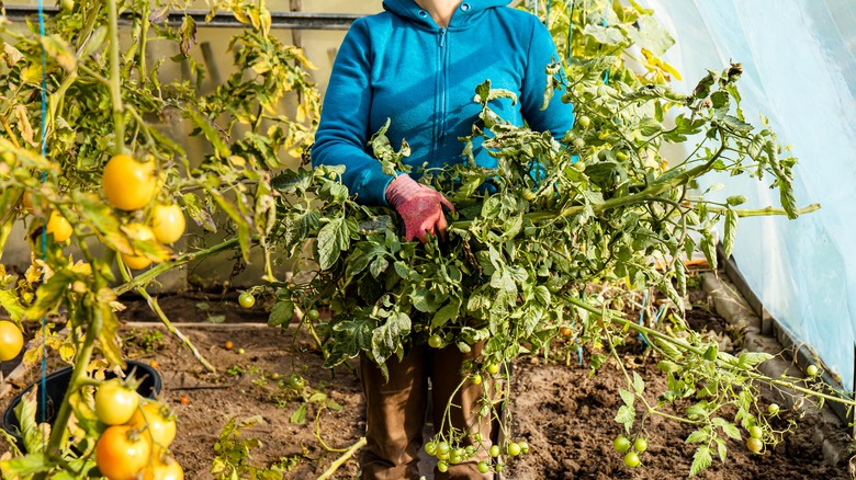 person preparing greenhouse for winter