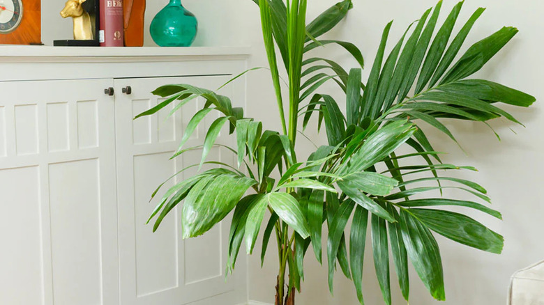 young indoor adonidia palm by white cabinet