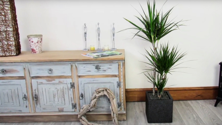 tall dragon tree in black cube pot in living room