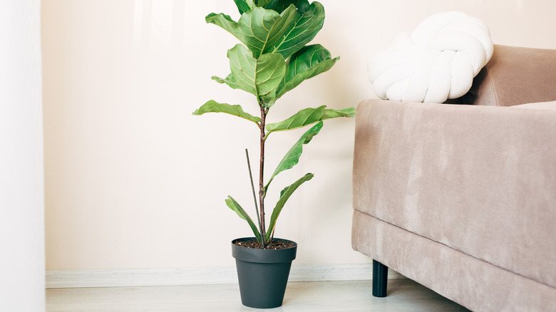 mature fiddle leaf fig in modern living room