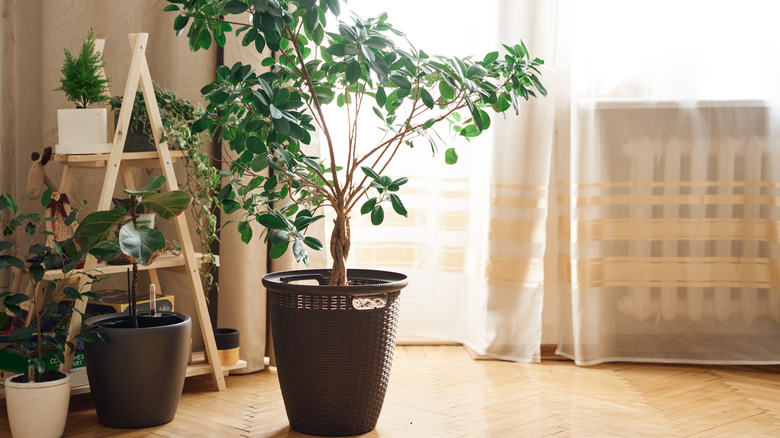 indoor money tree in wicker basket in morning sun