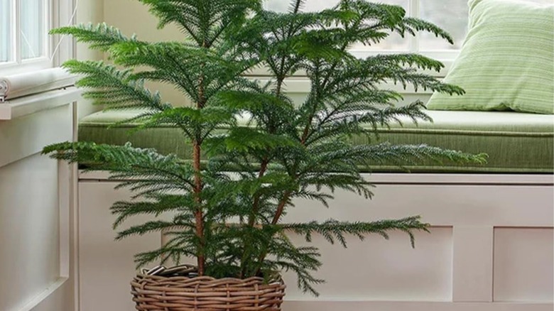 Norfolk island pine in wicker basket by green window seat