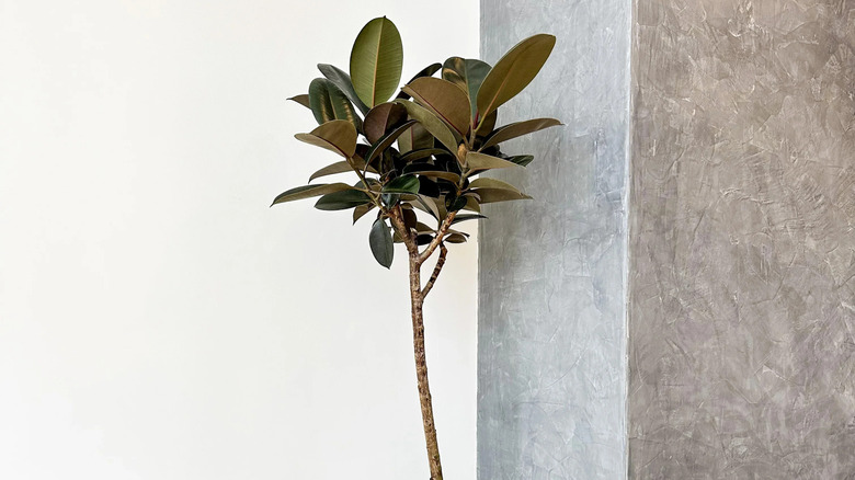 young rubber tree against white and gray wall