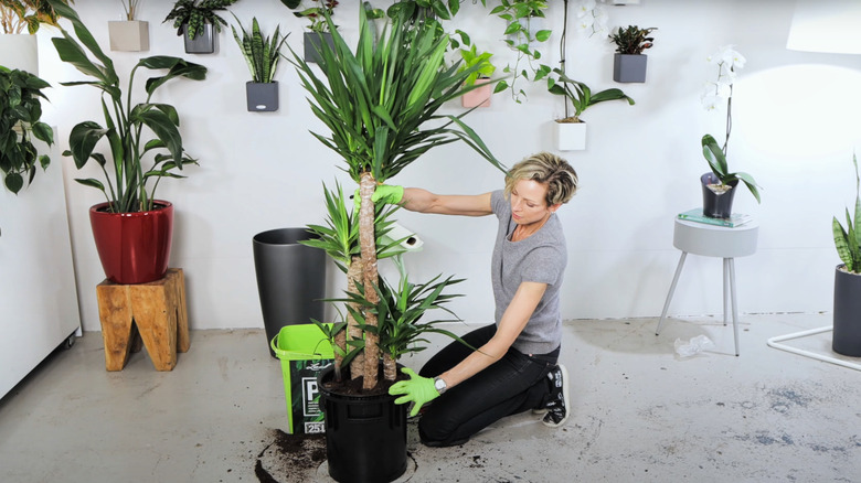 blonde woman repotting mature indoor yucca tree