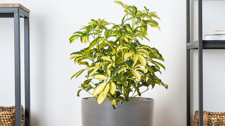 indoor young umbrella tree in gray pot