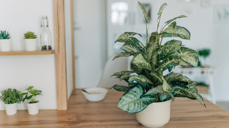 Fake plant in white pot on wooden counter