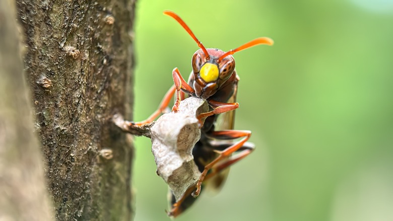 Wasp building a nest