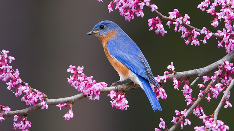 Bluebird in redbud tree