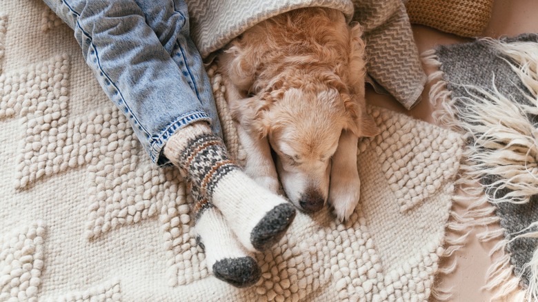 person laying on carpet