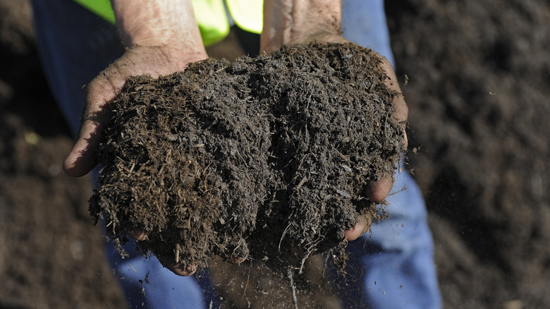 hands holding compost