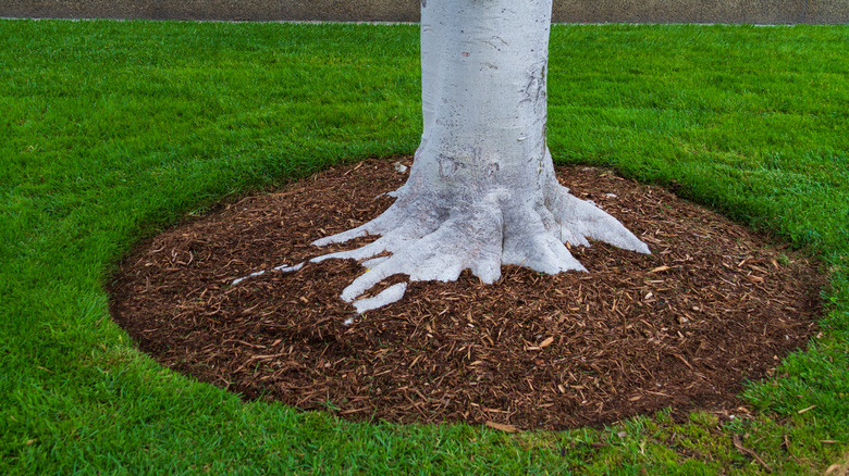 mulched tree