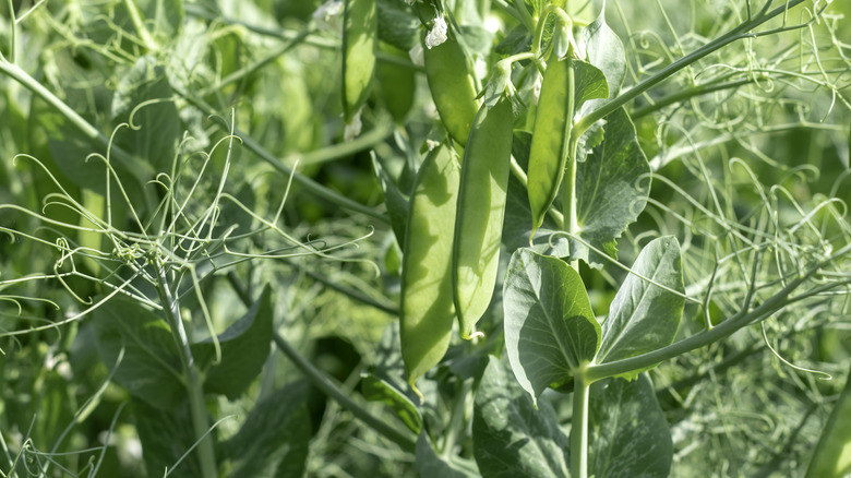 pea plant