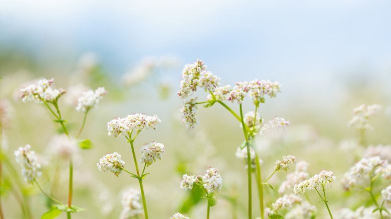 buckwheat plants