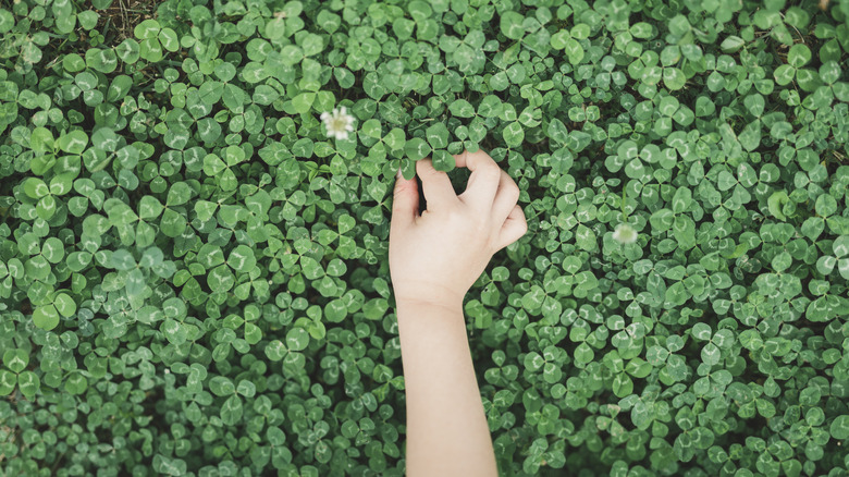 clover plants