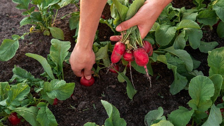 radish plants