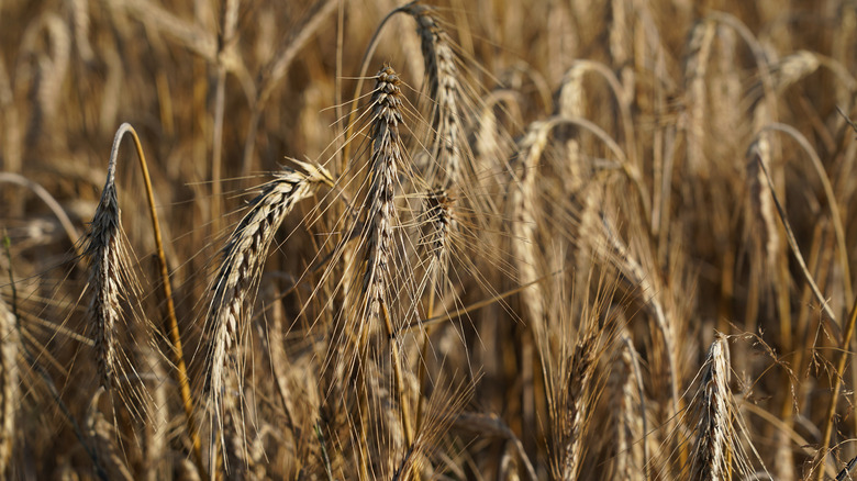 winter grain plant