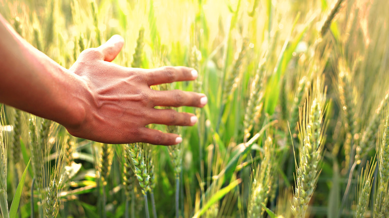 wheat plants