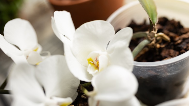 Up close view of an orchid with white blooms in a plastic pot