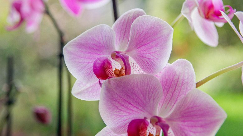 An up close view of pink orchid blooms