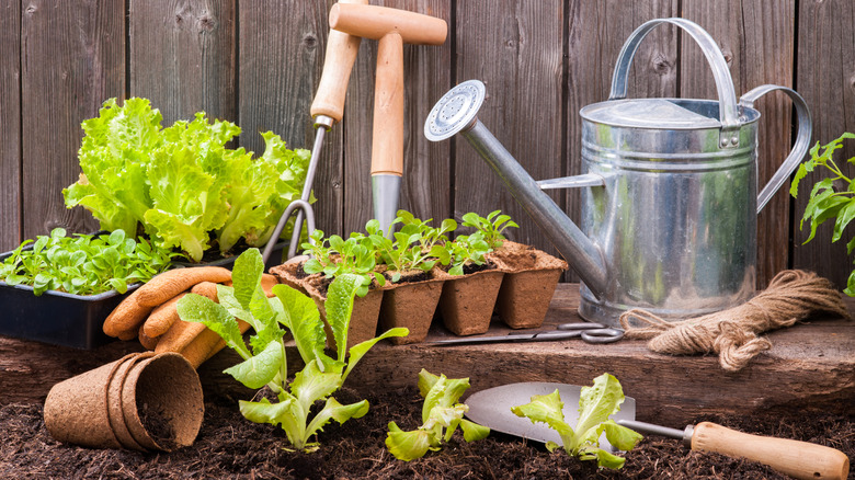 A tray of seedlings next to gardening supplies including a hand shovel and watering can