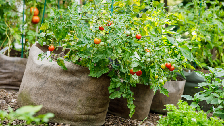 A row of cherry tomatoes in grow bags