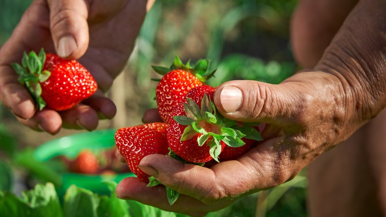 The Best Type Of Mulch To Help Your Strawberry Plants Thrive