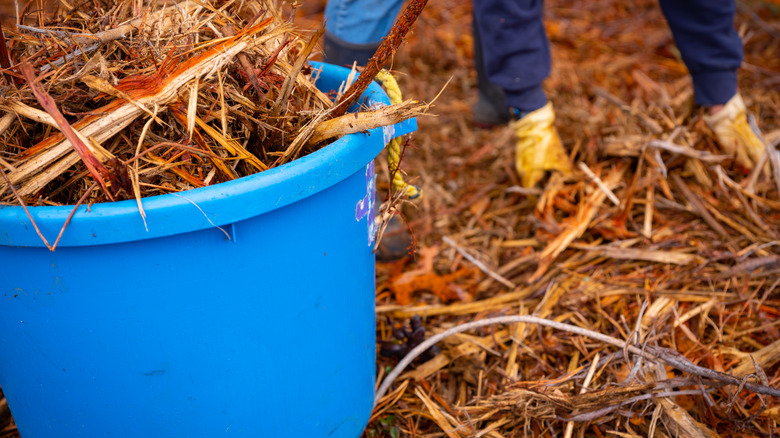 Cedar mulch in bucket 