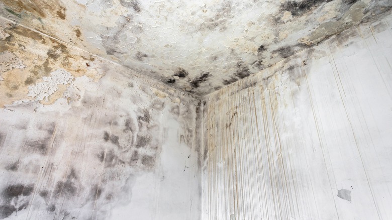mold and mildew