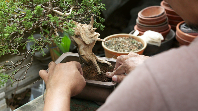 Man potting bonsai tree