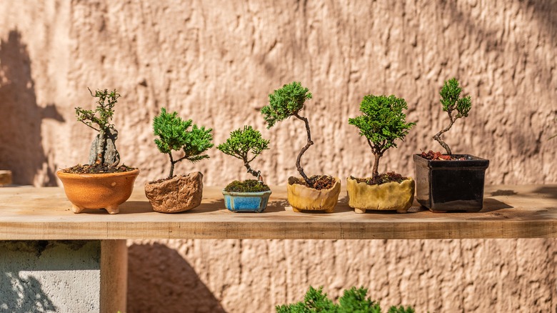 Different potted bonsai trees 