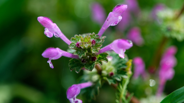 henbit plant in bloom with narrow pink flowera