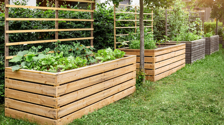 Four wooden garden beds full of green veggies also have trellises attached