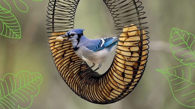 Peanut ring with blue jay