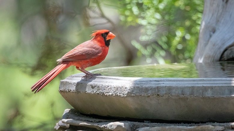 Red cardinal on bird bath