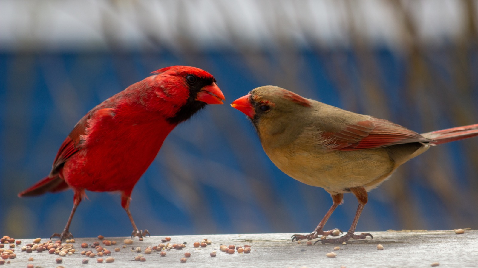 the-best-types-of-bird-feeders-for-cardinals