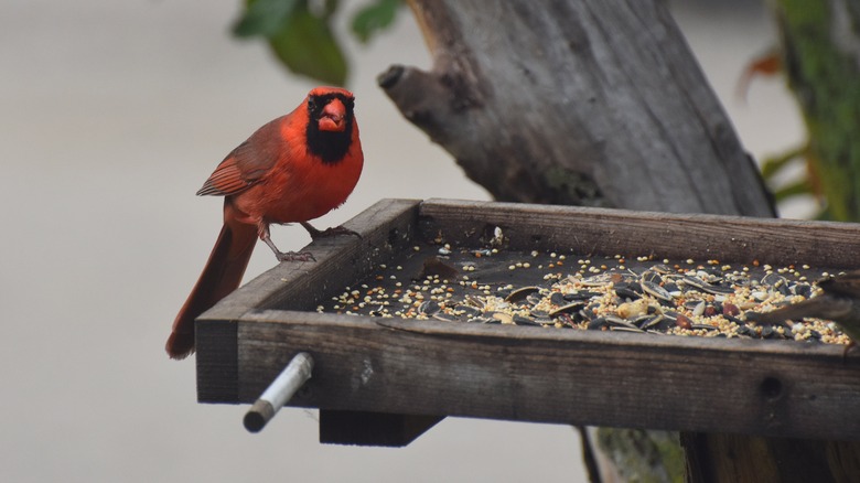 Male cardinal on platform feeder