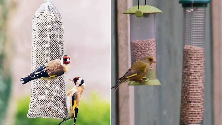 Fiches perched on bird feeders