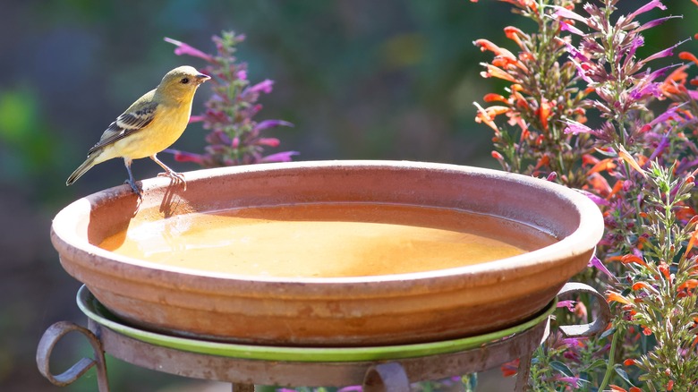 American goldfinch on bird bath