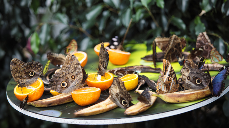 butterflies eating oranges and bananas