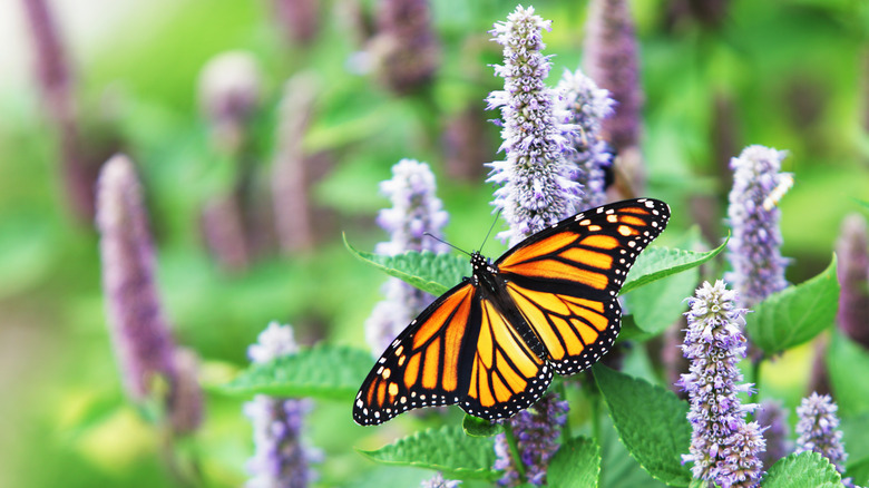 monarch butterfly on lavender