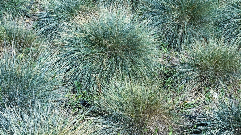 mounds of blue fescue grass