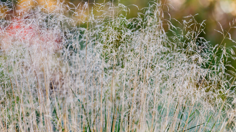 tufted hair grass in flower