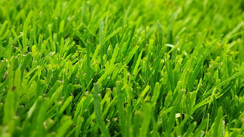 bright green St Augustine grass