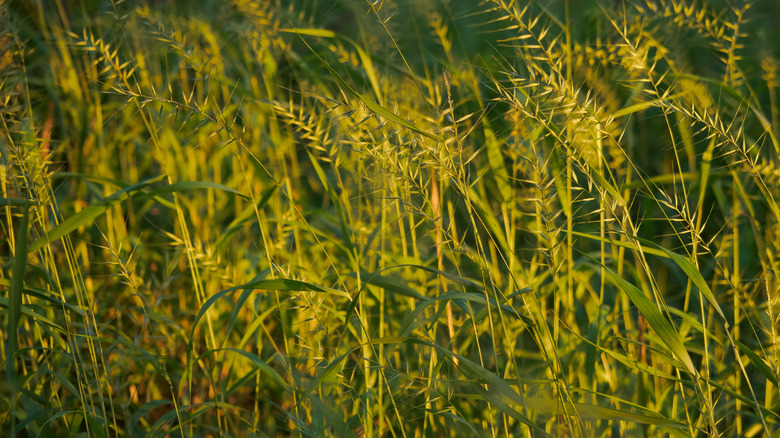 bottlebrush grass close up