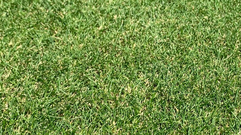 hard fescue grass up close