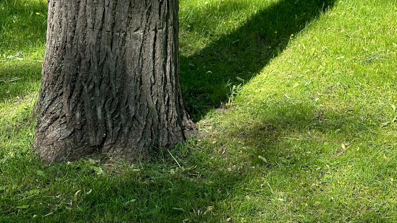 lush grass at base of tree trunk