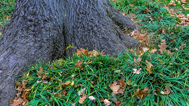 mondo grass around a tree trunk