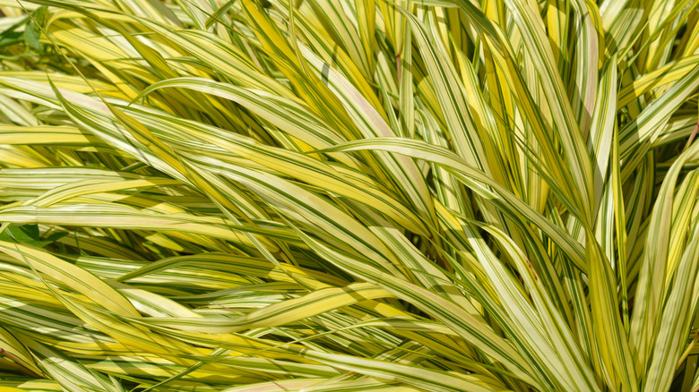 variegated leaves of Japanese forest grass 'Aureola'