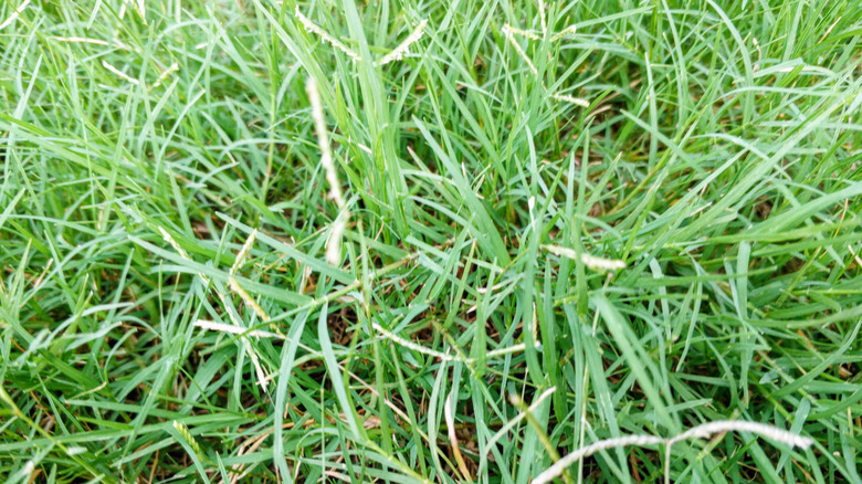 Close up of manilla grass