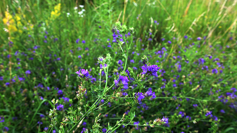 Lush alfalfa plant growing with purple flowers